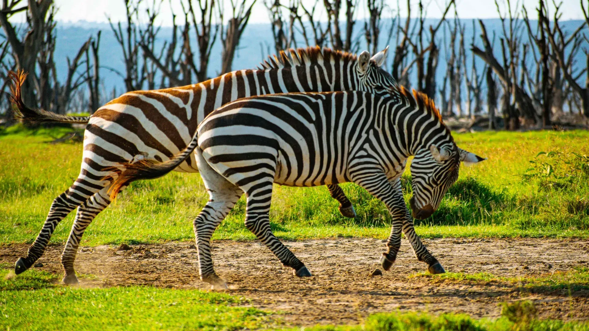 Lake Nakuru — white rhinos grazing along the shoreline